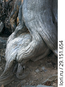 Unusual trunk of Bristlecone Pine Tree. Great Basin National Park, Nevada, USA (2018 год). Стоковое фото, фотограф Ирина Кожемякина / Фотобанк Лори