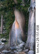 Twisted trunk of Bristlecone Pine Tree. Great Basin National Park, Nevada, USA (2018 год). Стоковое фото, фотограф Ирина Кожемякина / Фотобанк Лори