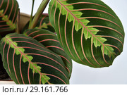 beautiful indoor flower arrowroot on light background. Стоковое фото, фотограф Володина Ольга / Фотобанк Лори