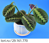 beautiful indoor flower arrowroot on blue background. Стоковое фото, фотограф Володина Ольга / Фотобанк Лори