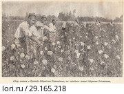 Сбор хлопка в бригаде Ибрагима Рахматова, на переднем плане Ибрагим Рахматов. Узбекская ССР. Стоковая иллюстрация, иллюстратор Макаров Алексей / Фотобанк Лори