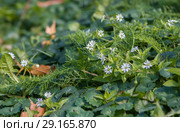 Звездчатка дубравная (Stellaria nemorum) Стоковое фото, фотограф Наталья Николаева / Фотобанк Лори