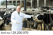 Veterinarian with cows in livestock farm. Стоковое фото, фотограф Яков Филимонов / Фотобанк Лори