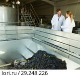Winemakers controlling crushing of grapes. Стоковое фото, фотограф Яков Филимонов / Фотобанк Лори