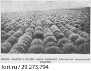 Посевы лаванды в колхозе имени Крупской, Адыгейской автономной области. Стоковая иллюстрация, иллюстратор Макаров Алексей / Фотобанк Лори