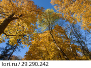 Осенний лес.  Верхушки деревьев с жёлтой листвой на фоне голубого неба. Стоковое фото, фотограф Игорь Низов / Фотобанк Лори