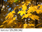 Клён остролистный (Acer platanoides) Стоковое фото, фотограф Алёшина Оксана / Фотобанк Лори