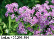 Василистник водосборолистный (лат. Thalictrum aquilegifolium) в саду. Стоковое фото, фотограф Елена Коромыслова / Фотобанк Лори