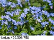 Цветущая Брунера крупнолистная (лат. Brunnera macrophylla) в саду. Стоковое фото, фотограф Елена Коромыслова / Фотобанк Лори