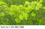 Плантация деревьев Гинкго. Plantations of Ginkgo. Стоковое видео, видеограф Евгений Романов / Фотобанк Лори