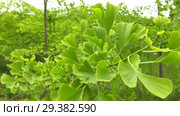 Плантация деревьев Гинкго. Plantations of Ginkgo. Стоковое видео, видеограф Евгений Романов / Фотобанк Лори