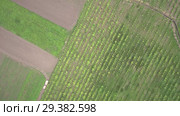 Плантация деревьев Гинкго. Вид сверху. Plantations of Ginkgo. Aerial view. Стоковое видео, видеограф Евгений Романов / Фотобанк Лори