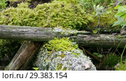 Мох и лишайник на древесном пне. Moss and lichen on a tree stump. Стоковое видео, видеограф Евгений Романов / Фотобанк Лори
