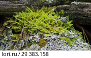 Мох и лишайник на древесном пне. Moss and lichen on a tree stump. Стоковое видео, видеограф Евгений Романов / Фотобанк Лори