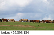 Herd of horses in grassland near mongolian sand dune desert Altan Els. Mongolia (2018 год). Стоковое видео, видеограф Сергей Пристяжнюк (Serg Zastavkin) / Фотобанк Лори