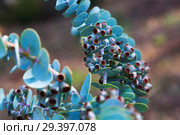 Eucalyptus krueseana leaves. Стоковое фото, фотограф Яков Филимонов / Фотобанк Лори