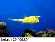 Рыба рогатый кузовок. Cowfish longhorn. Стоковое фото, фотограф Галина Савина / Фотобанк Лори