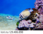 Парусная зебрасома Дежардена.  Desjardins sailfin tang. Стоковое фото, фотограф Галина Савина / Фотобанк Лори