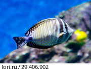 Парусная зебрасома Дежардена.  Desjardins sailfin tang. Стоковое фото, фотограф Галина Савина / Фотобанк Лори