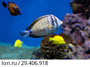 Парусная зебрасома Дежардена.  Desjardins sailfin tang. Стоковое фото, фотограф Галина Савина / Фотобанк Лори