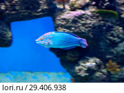 Рыба-губан Тамарин сетчатый (шахматный). Checkerboard wrasse. Стоковое фото, фотограф Галина Савина / Фотобанк Лори