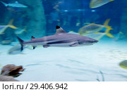 Черноперая рифовая акула. Blacktip reef shark . Стоковое фото, фотограф Галина Савина / Фотобанк Лори
