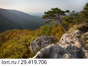 Picturesque natural view of the Guam Gorge in the fall, stones and pine growing on a cliff. Стоковое фото, фотограф Яна Королёва / Фотобанк Лори