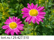Пиретрум розовый, или Персидская ромашка (лат. Pyrethrum roseum) цветут в саду. Стоковое фото, фотограф Елена Коромыслова / Фотобанк Лори