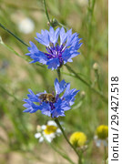 Василек синий, или Василек посевной (лат. Centaurea cyanus) с пчелой, собирающей нектар. Стоковое фото, фотограф Елена Коромыслова / Фотобанк Лори