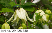 Цветущий клематис и жук бронзовка. Flowering clematis and green rose chafer. Стоковое фото, фотограф Евгений Романов / Фотобанк Лори