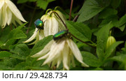 Цветущий клематис и жук бронзовка. Flowering clematis and green rose chafer. Стоковое фото, фотограф Евгений Романов / Фотобанк Лори