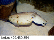 Каракатица. cuttle fish. Стоковое фото, фотограф Галина Савина / Фотобанк Лори