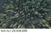 Тайга осенью. Вид сверху. Taiga in autumn. Morning mist. Aerial view. Стоковое видео, видеограф Евгений Романов / Фотобанк Лори
