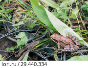 Tree frog on spring leaves. Lithobates sylvaticus .Russia. Leningrad region. Стоковое фото, фотограф Алексей Маринченко / Фотобанк Лори