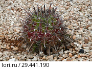 Round cactus on a bed with stones. Стоковое фото, фотограф Володина Ольга / Фотобанк Лори