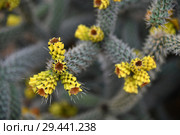 A Beautiful cactus with an yellow flowers. Стоковое фото, фотограф Володина Ольга / Фотобанк Лори