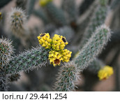 A Beautiful cactus with an yellow flowers. Стоковое фото, фотограф Володина Ольга / Фотобанк Лори