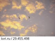 Two seagulls in the fog flying against the autumn evening sky. Стоковое фото, фотограф Круглов Олег / Фотобанк Лори