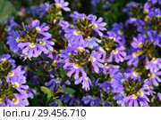 Сцевола, Скевола, Наупака, или цветок веер (Scaevola) Стоковое фото, фотограф lana1501 / Фотобанк Лори
