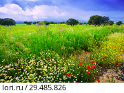 landscape with green grass and dark sky. Стоковое фото, фотограф Яков Филимонов / Фотобанк Лори