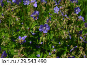 Герань луговая, или Журавельник луговой (лат. Geranium pratense) Стоковое фото, фотограф lana1501 / Фотобанк Лори