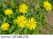 Дороникум (лат. Doronicum) цветет в саду. Стоковое фото, фотограф Елена Коромыслова / Фотобанк Лори