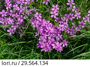 Флокс шиловидный (лат. Phlox subulata) в саду. Стоковое фото, фотограф Елена Коромыслова / Фотобанк Лори
