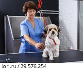 Bichon havanese in grooming salon. Стоковое фото, фотограф Яков Филимонов / Фотобанк Лори