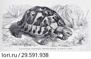 Греческая черепаха (Testudo graeca) - рисунок  из книги А. Брэма "Жизнь животных" 1896 г. Стоковая иллюстрация, иллюстратор Вера Смолянинова / Фотобанк Лори