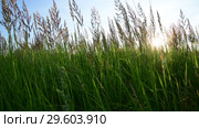 meadow grass against sky and sun by day in Russia. Fragment. Стоковое видео, видеограф Володина Ольга / Фотобанк Лори
