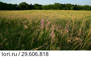 Mature oats in sunset light. Nature of Russia. Стоковое видео, видеограф Володина Ольга / Фотобанк Лори