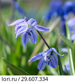 Цветущая сцилла двулистная Таурика или пролеска (лат. Scilla difolia L.) крупным планом. Стоковое фото, фотограф Елена Коромыслова / Фотобанк Лори