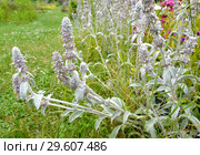 Цветущий чистец византийский (стахис шерстистый) (Stachys byzantina K.Koch & Scheele) Стоковое фото, фотограф Ирина Борсученко / Фотобанк Лори