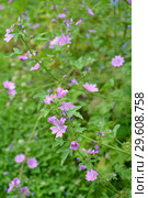Цветущая мальва лесная (Malva sylvestris L.) Стоковое фото, фотограф Ирина Борсученко / Фотобанк Лори